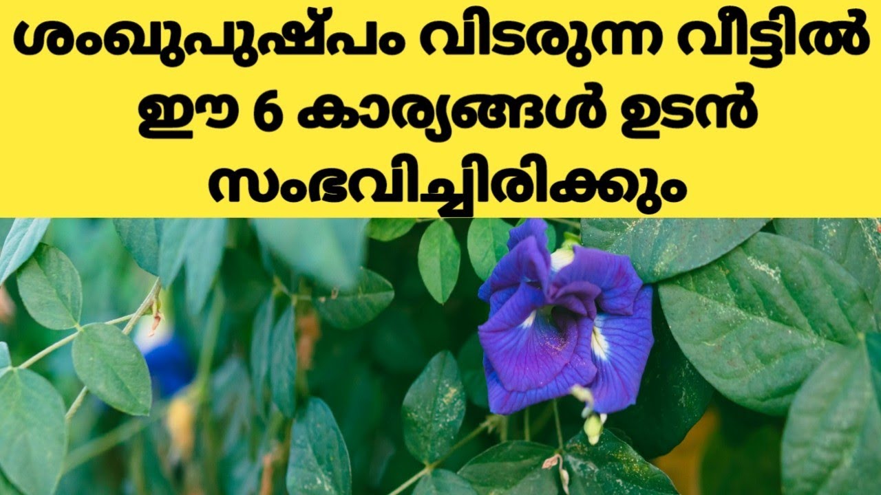 ശംഖുപുഷ്പം പൂക്കുന്ന വീട്ടിൽ തീർച്ചയായും ഈ 6 കാര്യങ്ങൾ ഉടനടി സംഭവിച്ചിരിക്കും 