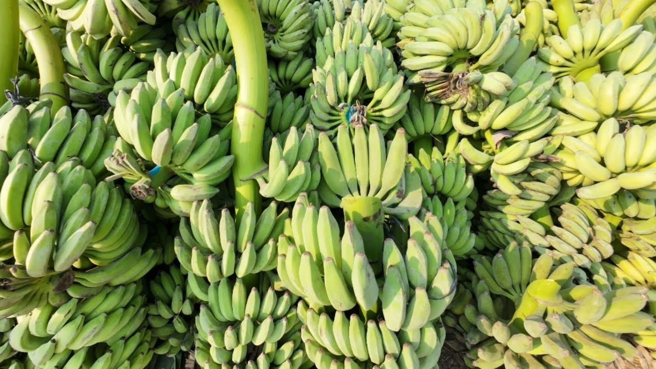 Biggest Banana🍌Market in West Bengal |পশ্চিমবঙ্গের সবথেকে বড় পাইকারী কলার হাট| Mechhua Fruit Market