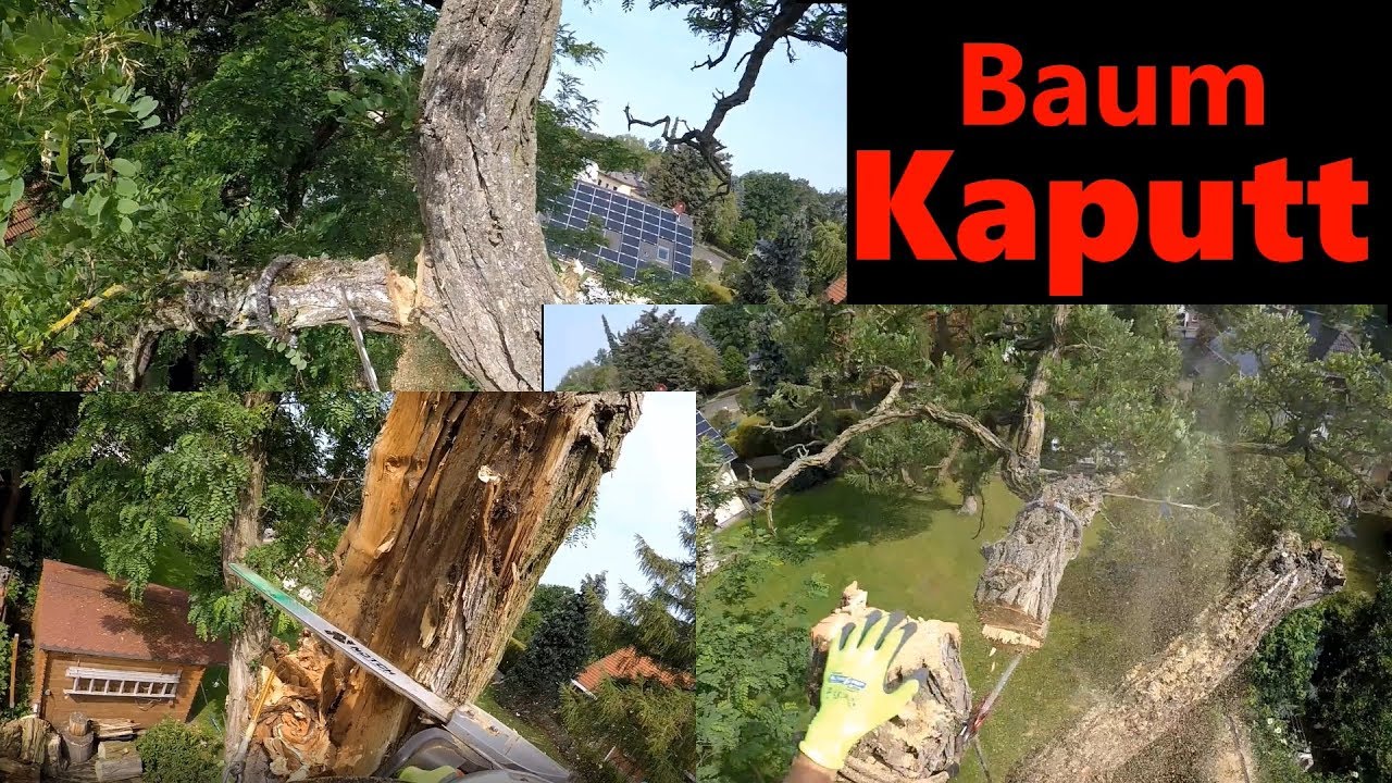 Wenn der Ankerpunkt Knackt I Robinie droht auseinander zu reißen I Bade´s Baumdienst