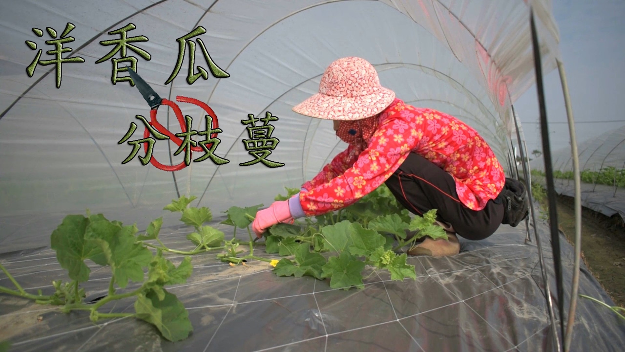 農事│ 洋香瓜分枝蔓(split the cantaloupe vine)