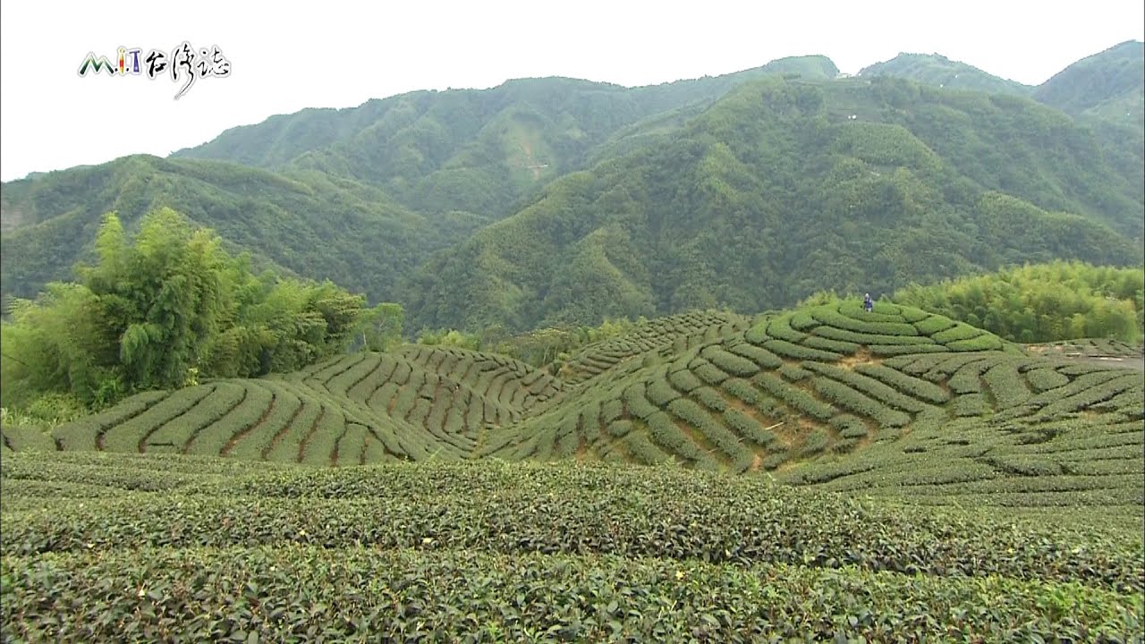 【538】MIT台灣誌 茶葉青青 茶山入畫 看山找茶 到南投