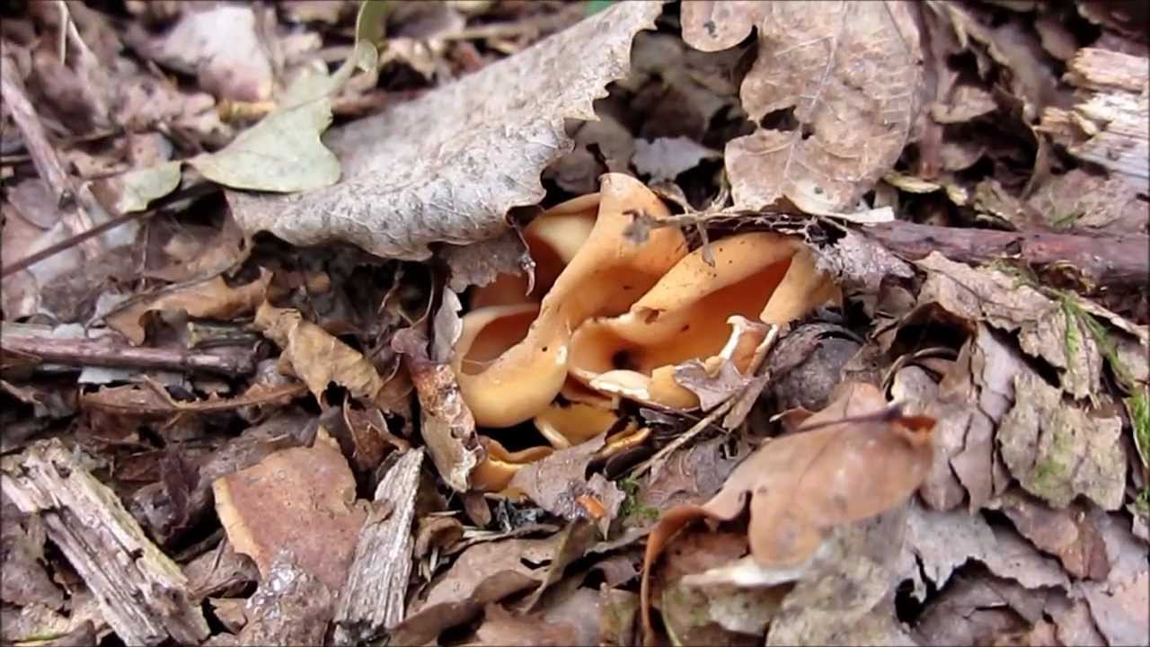 Baumpilze - colorful fungi on wood in september