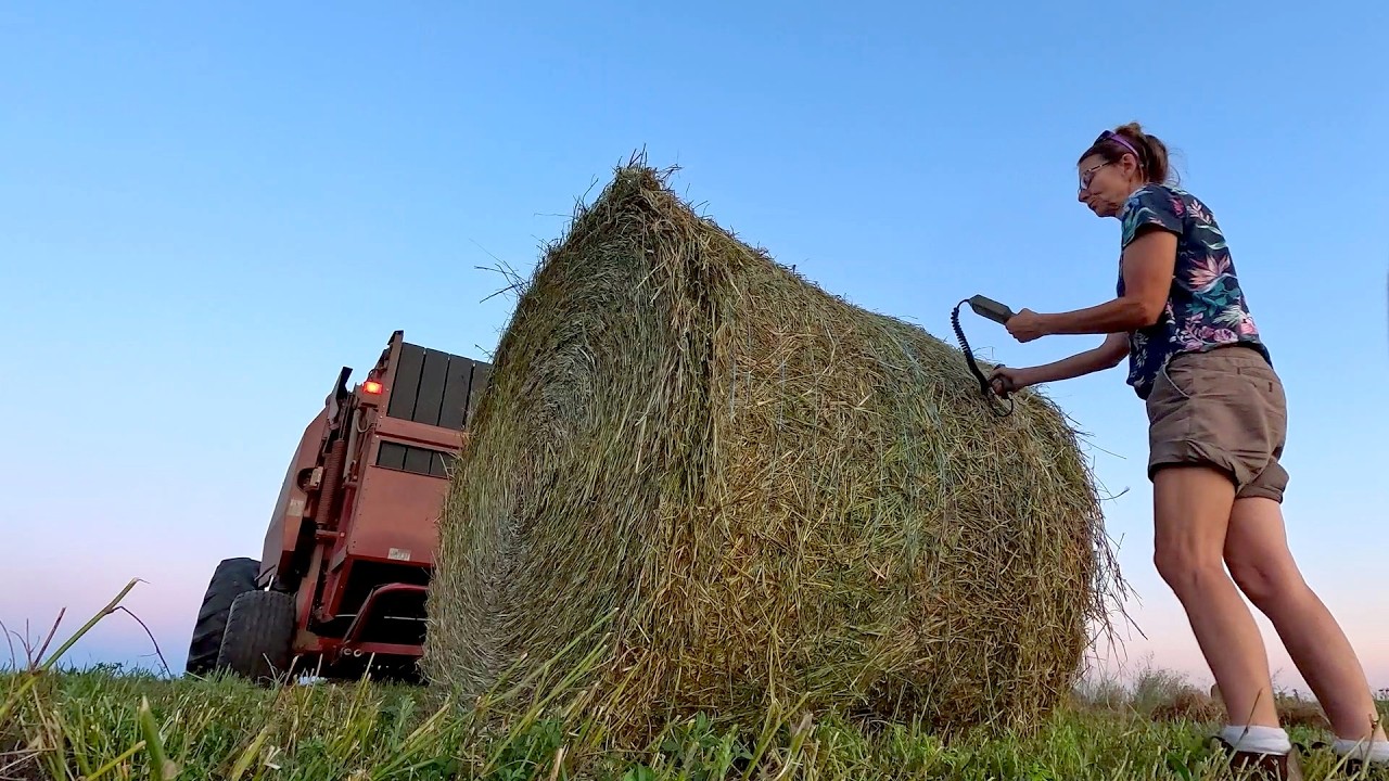 SHEEP FARM 2025 Vlog 17: Hay Bales Clearing Manure and Results from the Vet!