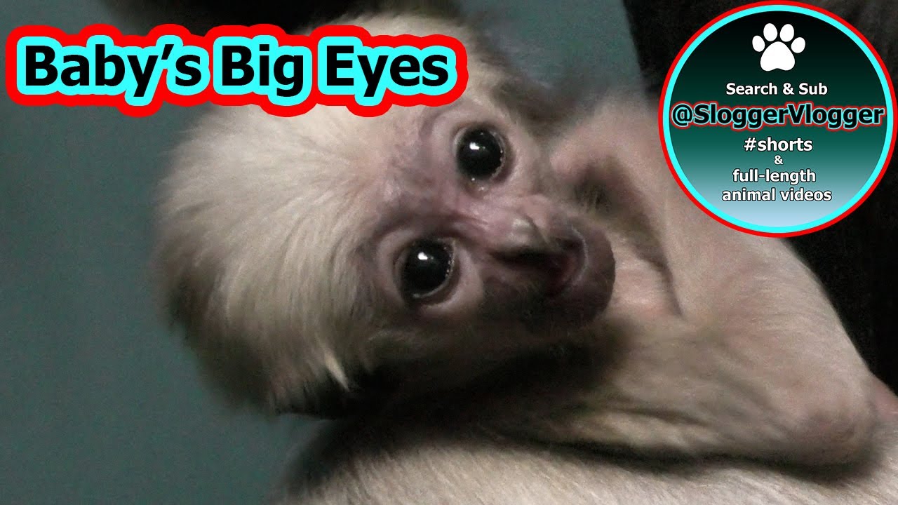 A Close Up with Twycross Zoo's Gibbon Mum and Baby