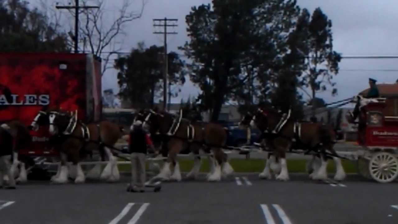 Budweiser Clydesdales on Marine Corps Base Camp Pendleton, CA