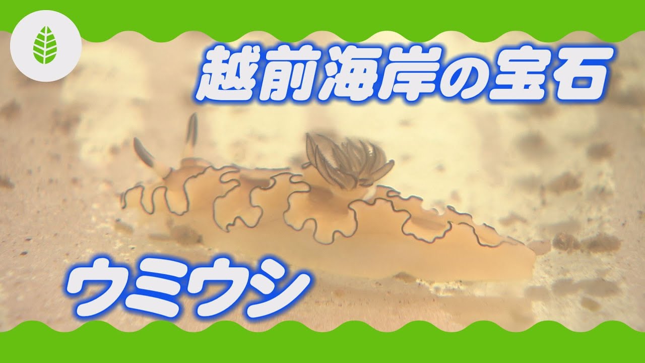 【海の教室・理科】越前海岸の宝石！ウミウシ（福井県）
