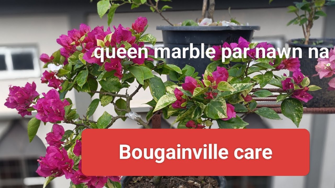 Bougainville care || saron Queen marble care