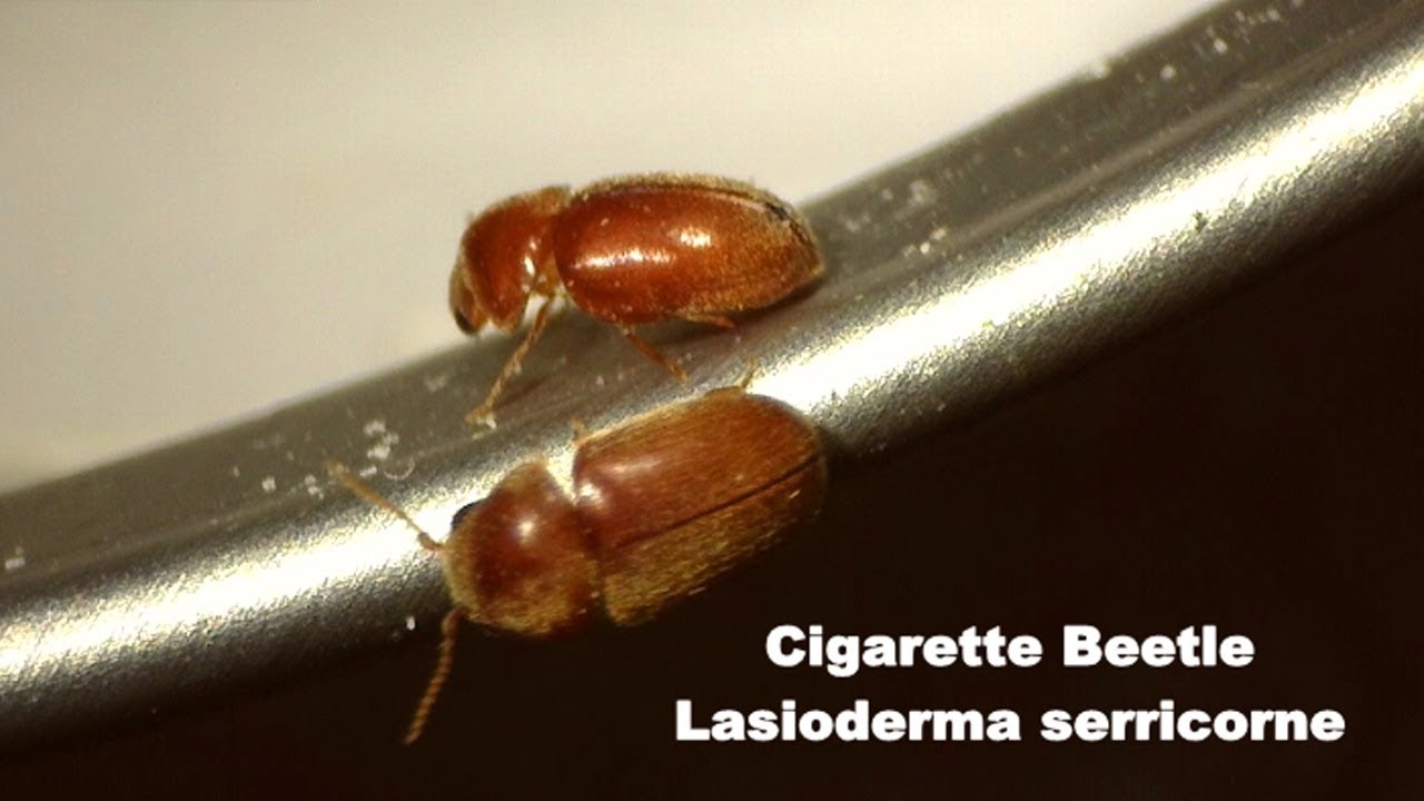 Cigarette Beetle Life Stages