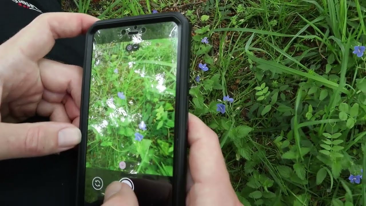 Recording wildlife in churchyards, cemeteries and other burial grounds - using iNaturalist