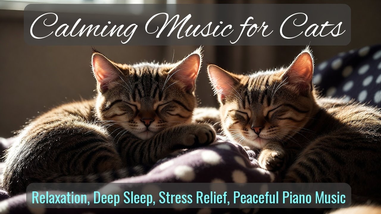 LIVE Cute Kitten Sleeping Peacefully for Relaxation 🧡 | Season 58