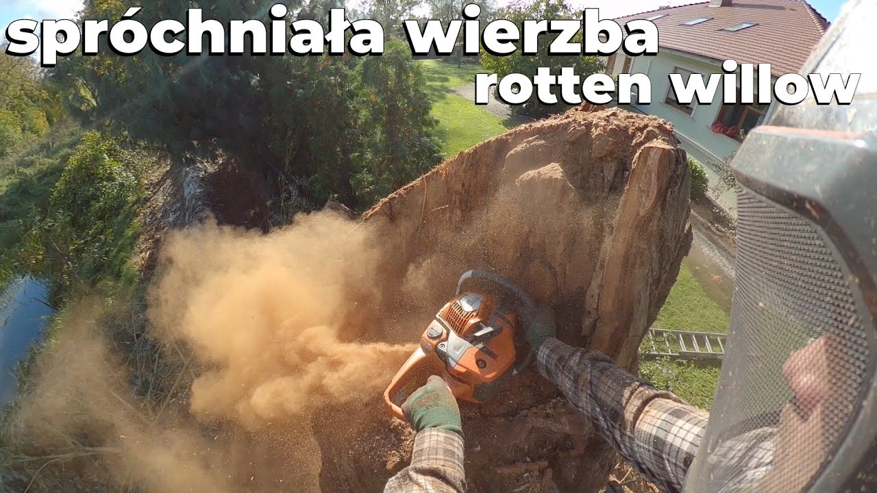 One Large Rotten Willow Tree Cut From Above