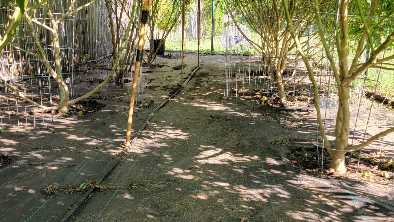 Outdoor Marijuana Grow - Defoliation 101 (July 30th 2021)