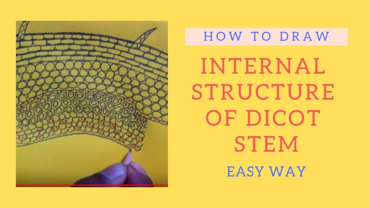 How to draw internal structure of #Dicot stem|| in details || Anatomy || Easy way