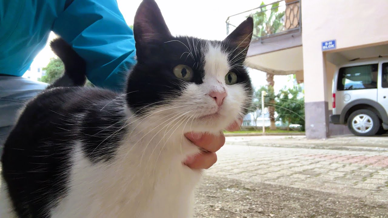 A Tiny Cat’s First Moment of Trust