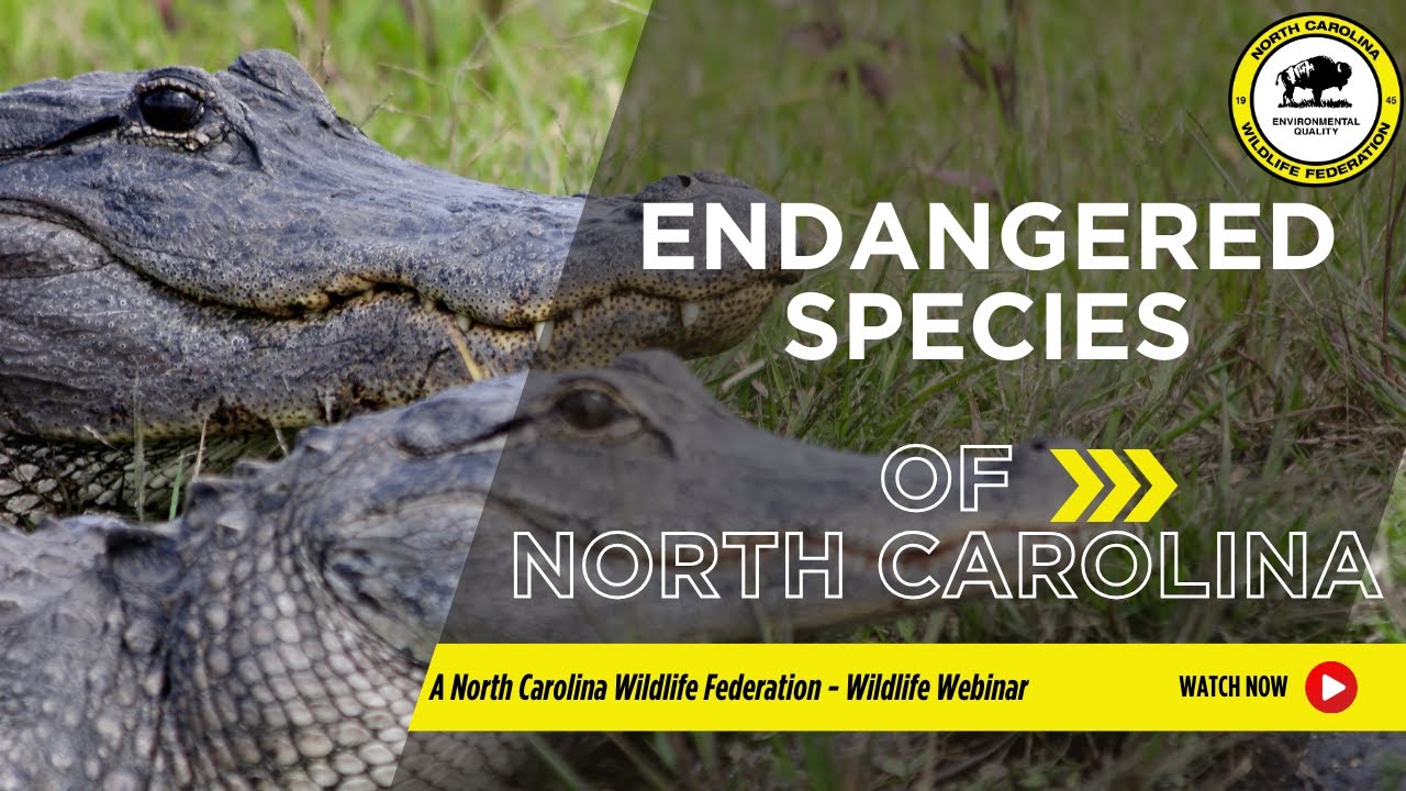 Endangered Species of North Carolina - North Carolina Wildlife Federation