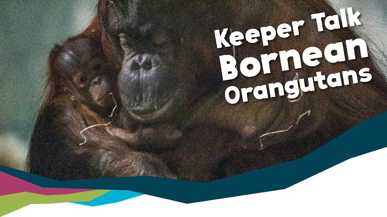 Keeper Talk - Bornean Orangutans, And Our New Baby Orang