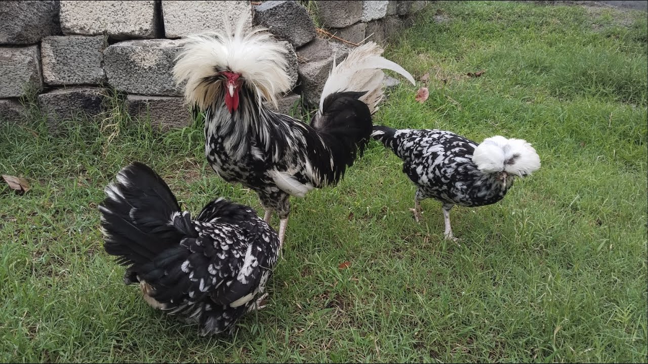 Mottled Polish Chickens | Ubaid Farming Birds #chicks #chickens #fancychicks #chicken #birds