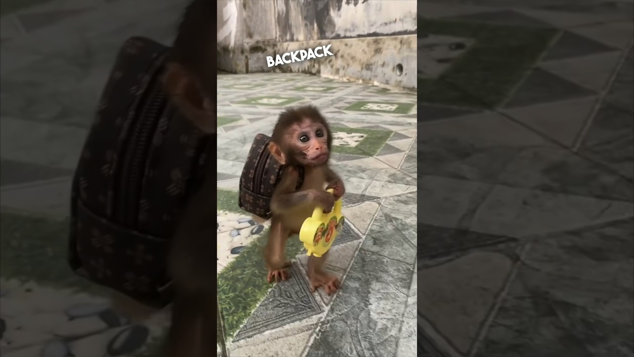 This baby monkey likes to carry a backpack 😂 @MonkeyPika2610