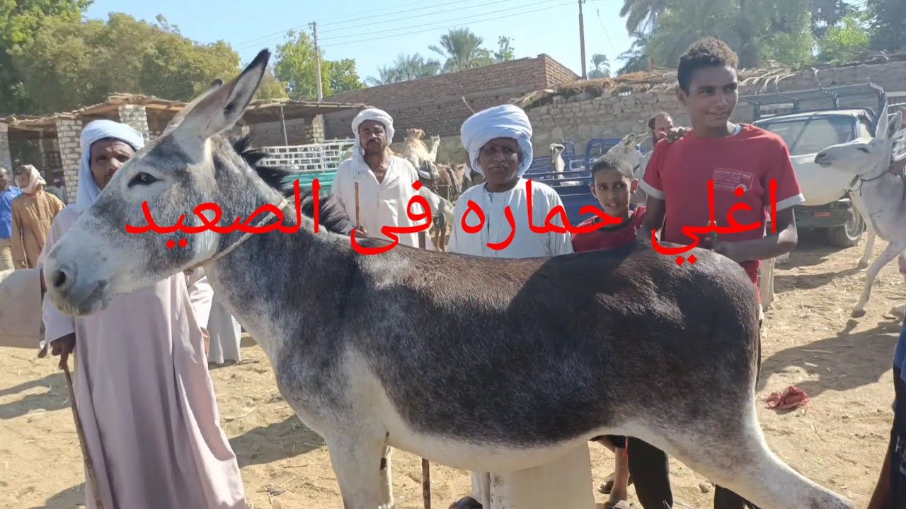 ارتفاع كبير فى اسعار الحمير من داخل سوق دراو 24/9/2024