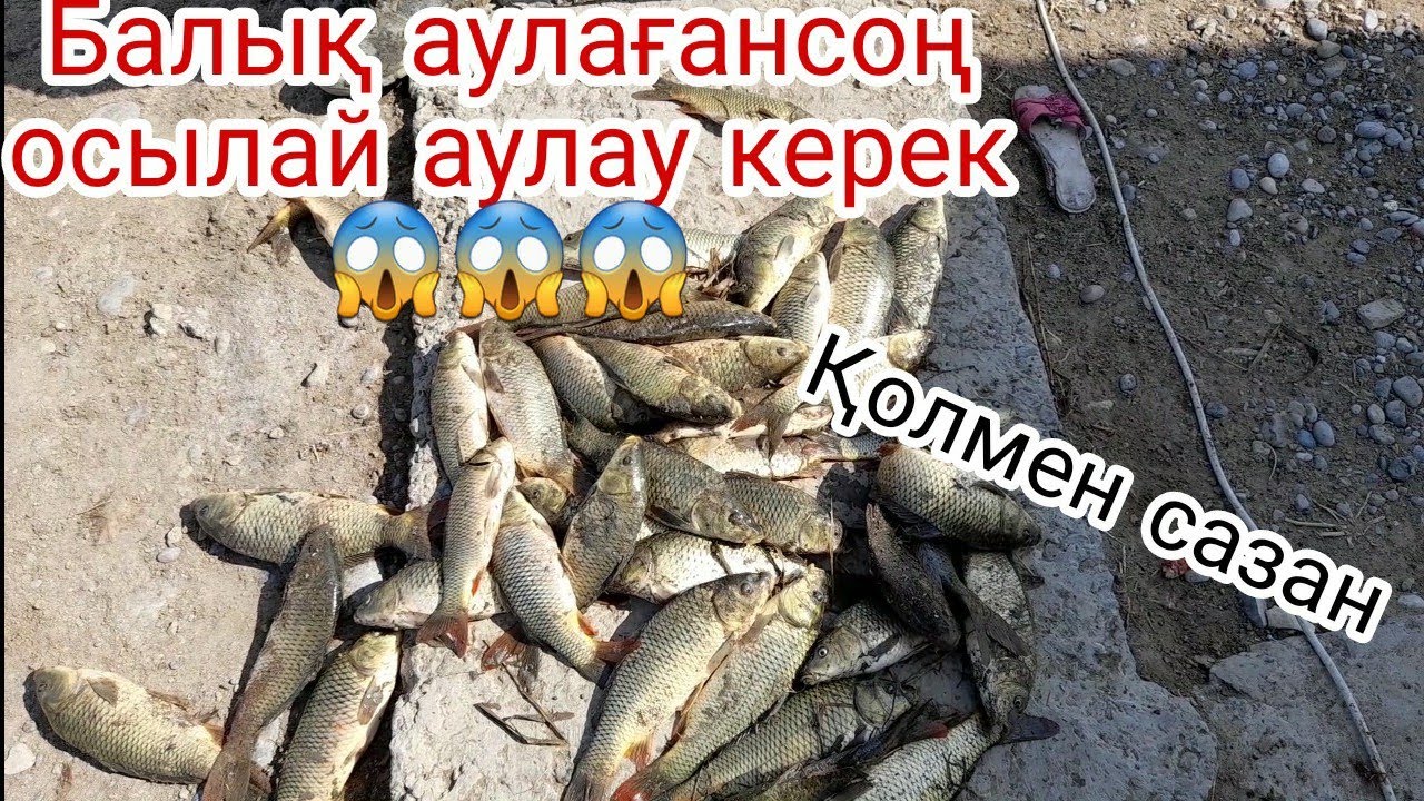 Қолмен балық аулау/Ловля сазана