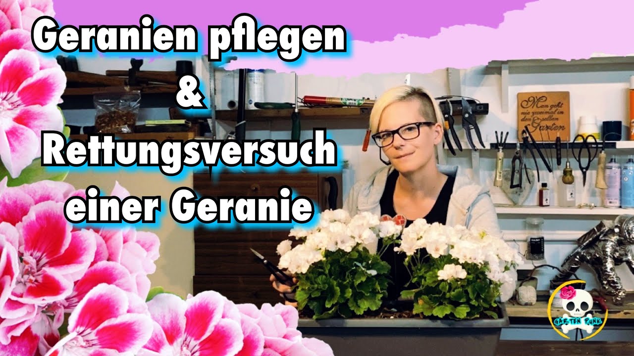 Geranien pflegen & Rettungsversuch einer Geranie | Geranie geht ein, was kann man tun ?