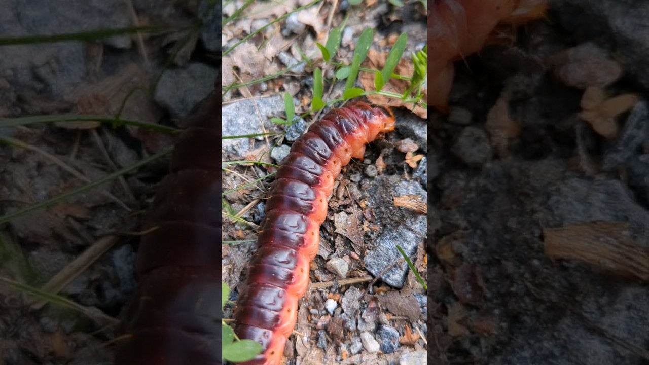 Are you a Farmer? You hate this creature: Goat Moth Caterpillar🐛🐛🐛🐛🐛🐛🐛🐛🐛🐛🐛St&ouml;rre tr&auml;fj&auml;rilslarv
