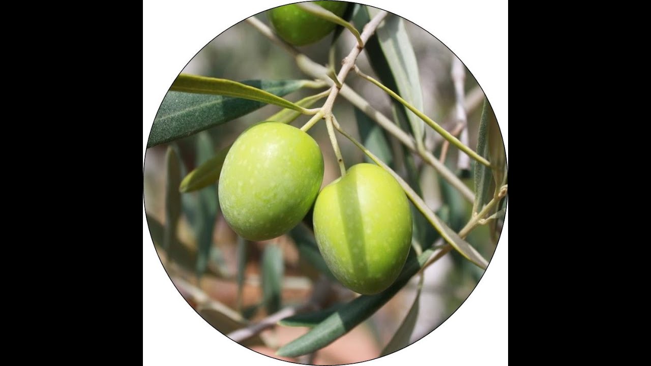 XLIX Sagra dell'Ulivo 2025