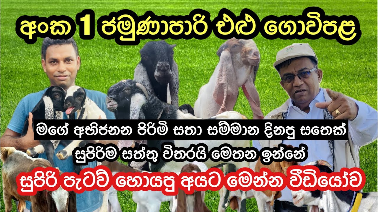 ලංකාවේ සුපිරිම ජමුනාපාරි එළුවන් අභිජනන ගොවිපළ🐐/Jamunapari Goat Breeding Farm #goatfarming #agro 🐐