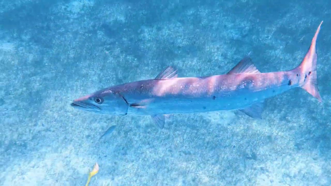 20260114 Snorkeling at Caye Caulker, Belize - Long version