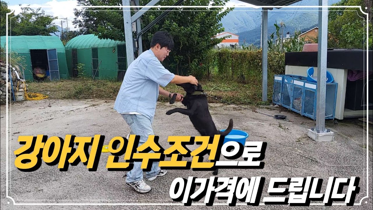 no.832.밖에서 보는거하고는 너무 다르네요~ 강아지 인수 조건으로 이 가격에 드립니다~