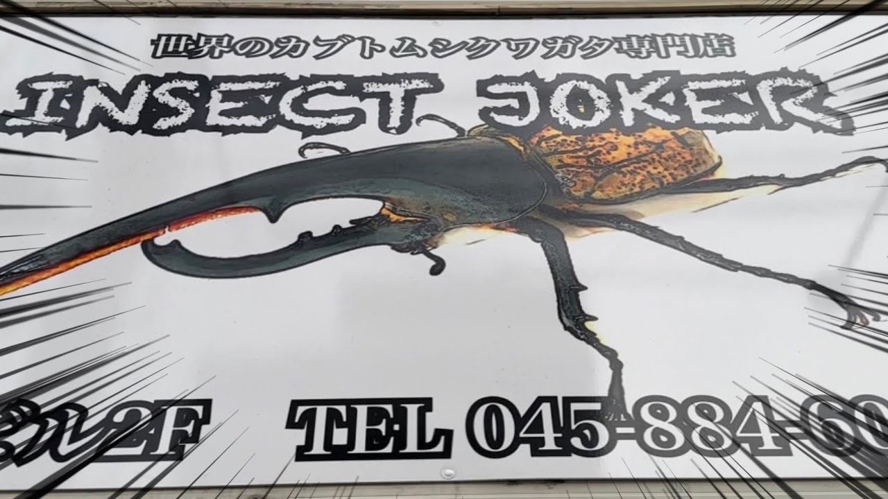 【クワカブ専門店】横浜の昆虫ショップ「INSECT JOKER」さんに潜入してみた