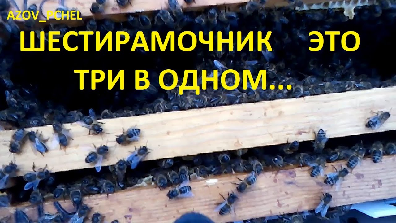 6-ти Рамочники это 3 в 1 (6 Frames are 3 in 1)  #Пчеловодствов6тирамочныхульях#