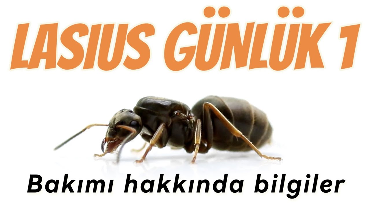 ‼️LASIUS GÜNLÜK 1‼️ (BAKIMI HAKKINDA BİLGİLER) BAŞLANGIÇ İÇİN İYİMİDİR?