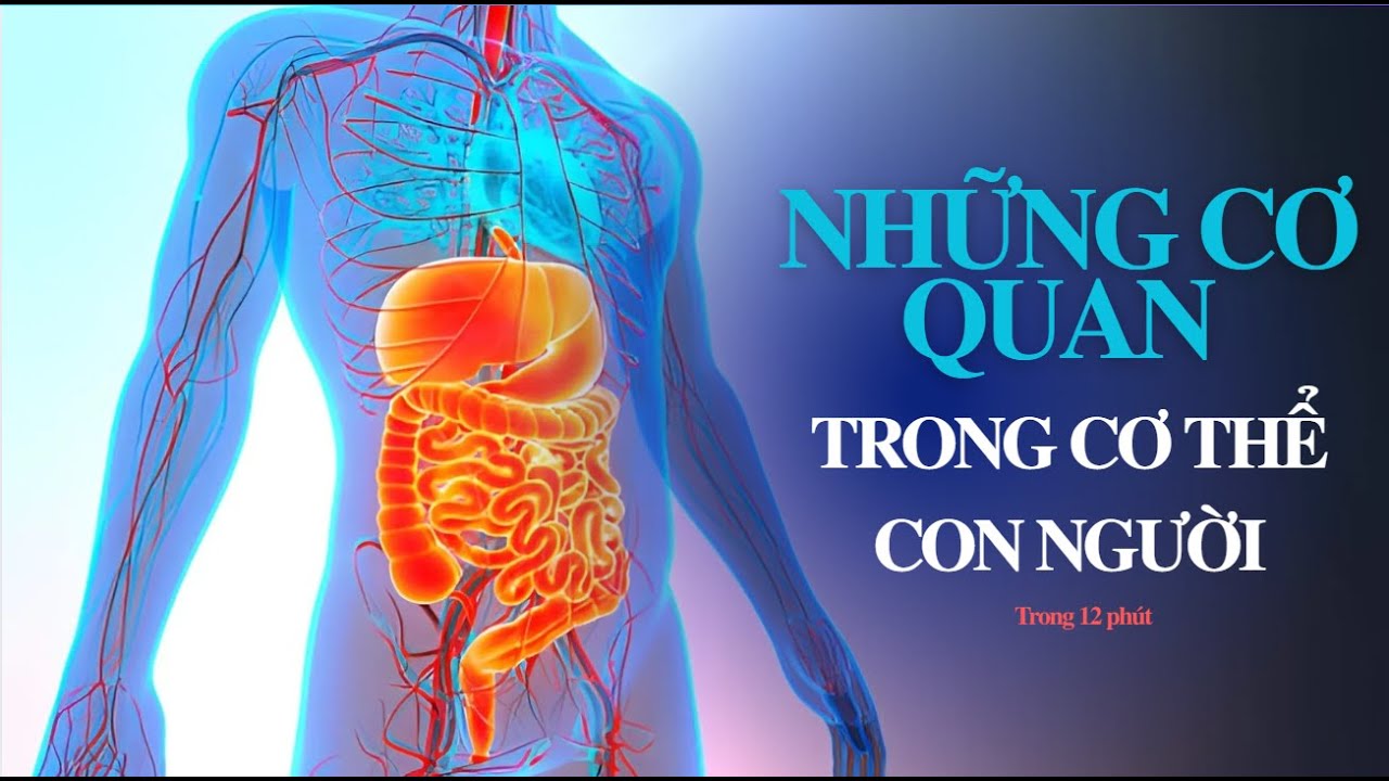 Những cơ quan trong cơ thể con người trong 12 phút | BiologyZ