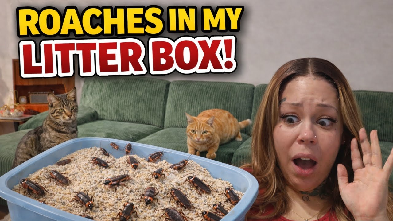 Liv’s Life Cat’s attract Roaches PART 2 😫🪳👀