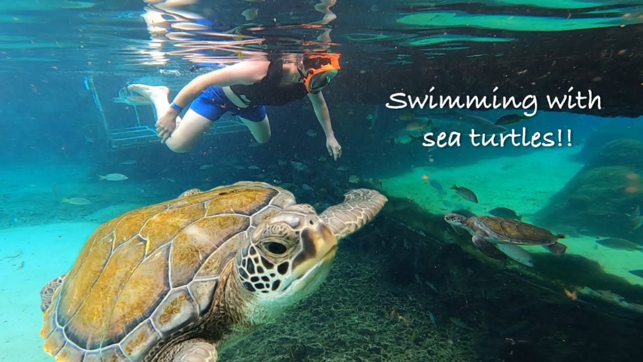 SWIMMING with SEA TURTLES in the Cayman Islands!  Day 7 on CRUISE 