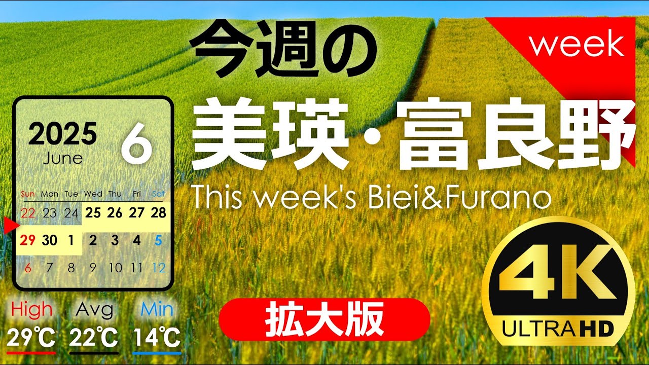 今週の美瑛・富良野【拡大版】収穫直前！小麦畑が色づきました。2025年6月第❺週｜季節の風景を発信中！北海道アーカイブ