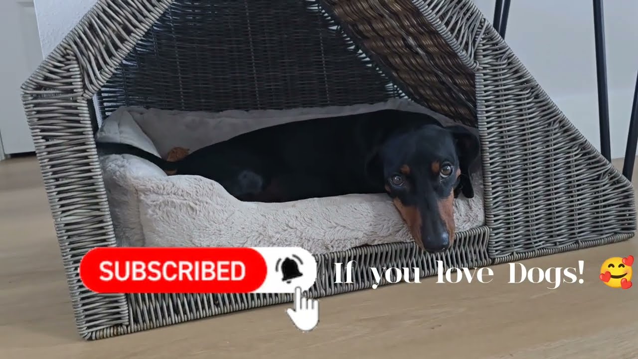 WE ARE BACK | HEIDI DACHSHUND 🖐🏠