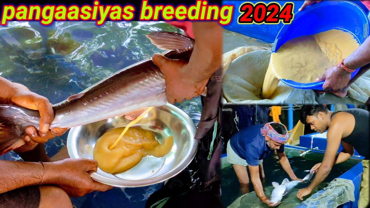 pangaasiuas fish breeding 2024 / pangaas machli ka spawn Kaise banaen? catfish fish egg collection