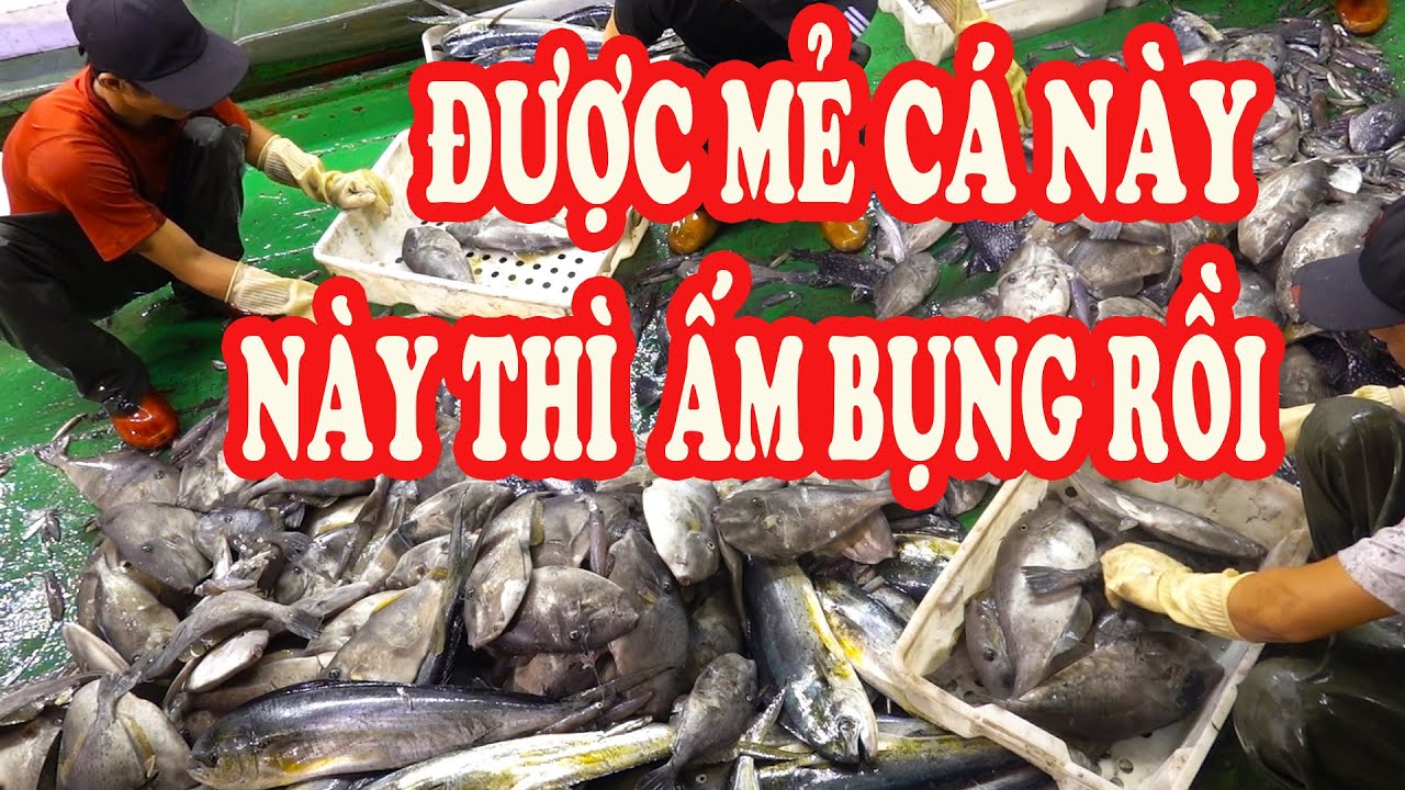 Bắt Được Mẻ này Thì ẤM BỤNG RỒI / Cá Bò - Cá Bè To Vật Vã / P213