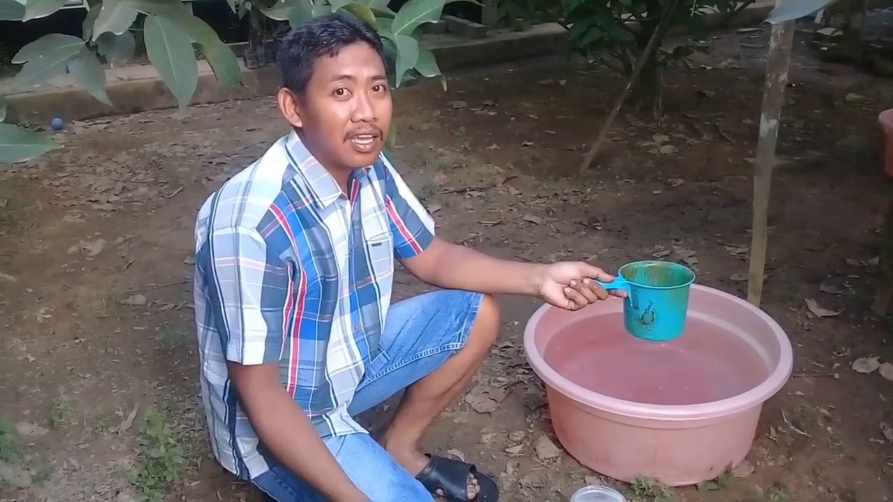 CARA MERANGSANG PEMBUNGAAN POHON JAMBU AIR (KAMIS 14 PEBRUARI 2019 )
