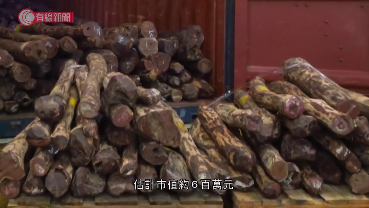 海關檢獲疑受管制紫檀木　市值約六百萬元 - 20201016 - 香港新聞 - 有線新聞 CABLE News