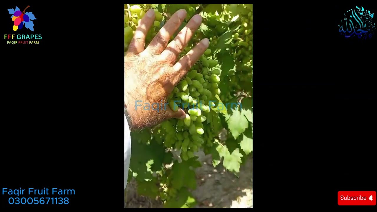 🍇 Transfiguration Grapes: The Giant Beauty of Faqir Fruit Farm