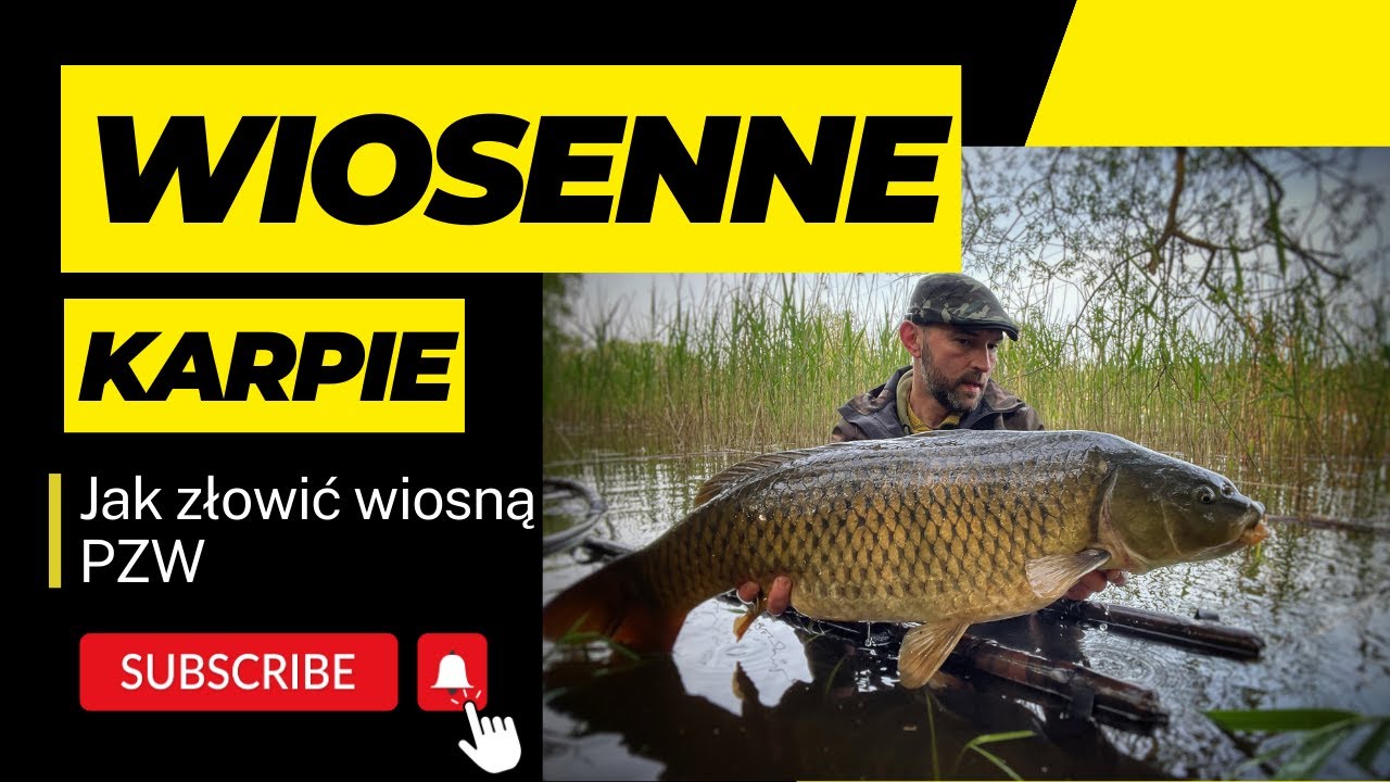 Wiosenne karpie 2023 | PZW | Jak łowić wiosną ?