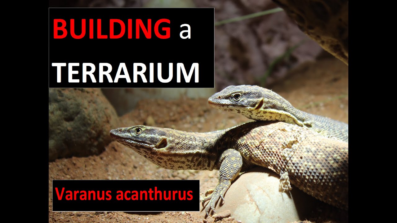 DESERT TERRARIUM BUILT for ACKIE MONITORS