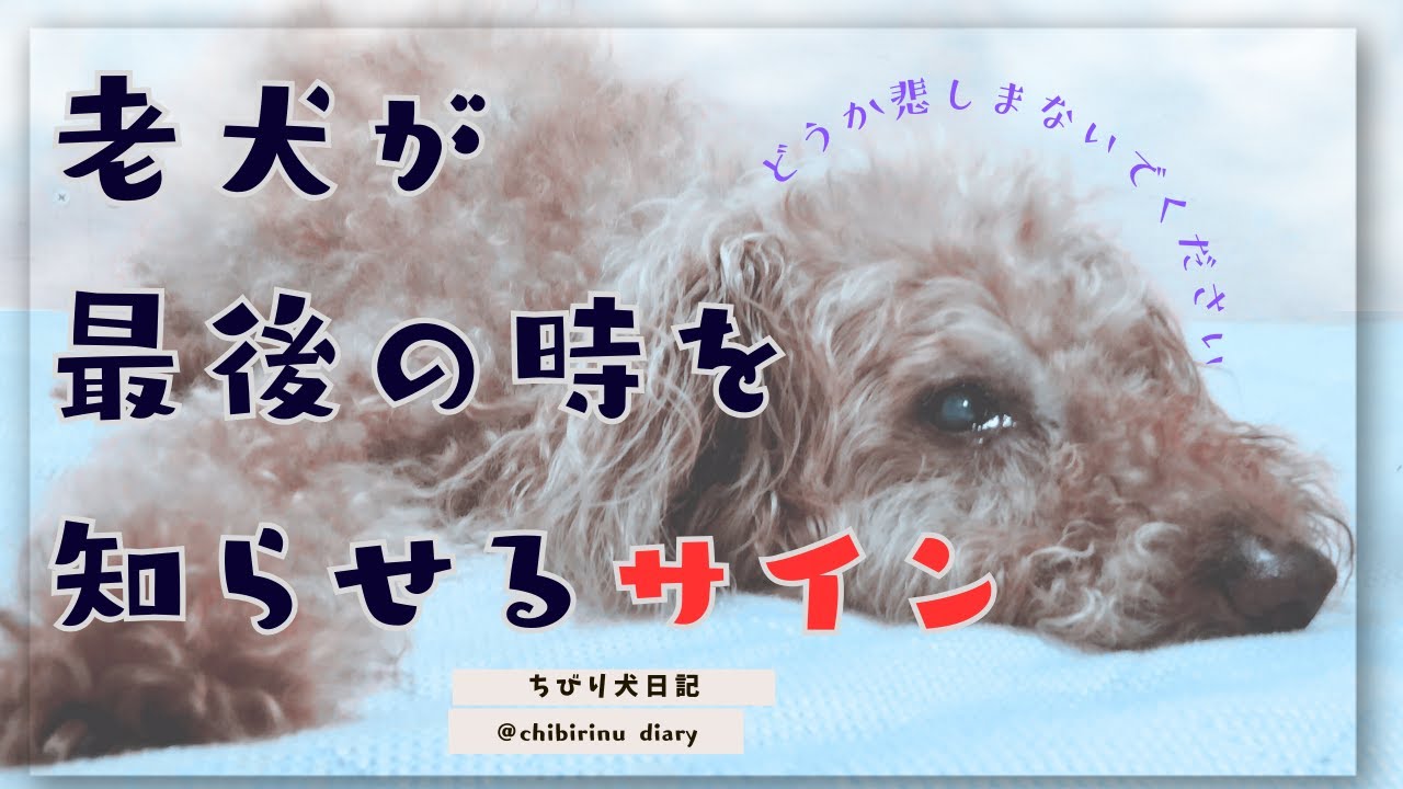 【老犬が最後の時をしらせるサイン】犬たちは最後の力を振り絞って伝えています。最後のサイン、どうぞ受け止めてあげてください。