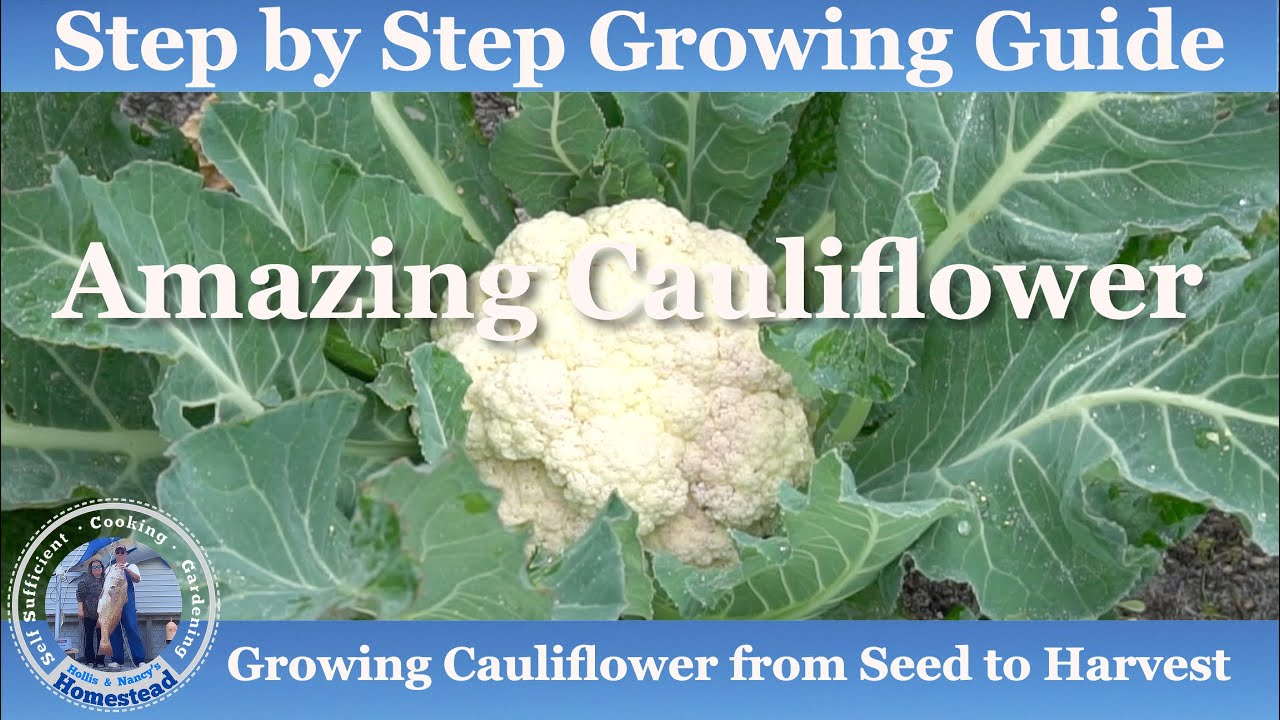 How to Grow Cauliflower from Seed to Harvest