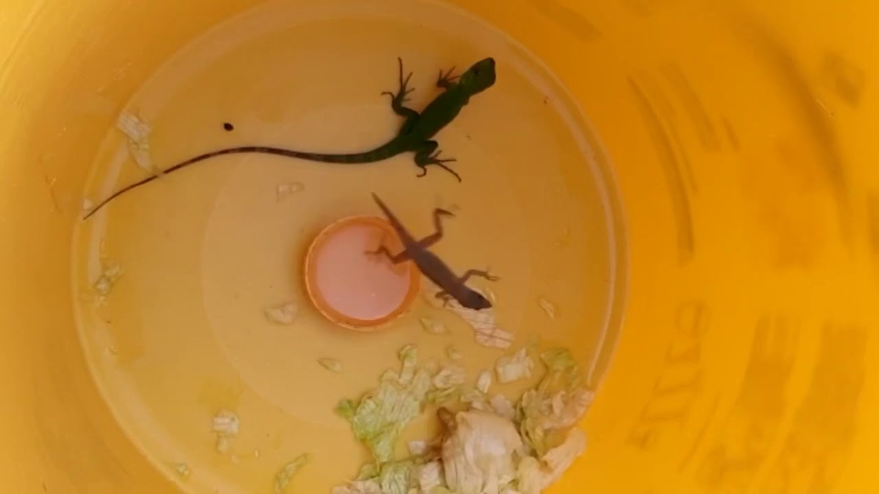 Iguana Bebé observando a una Lagartija correr 🦎 🦎 🦎