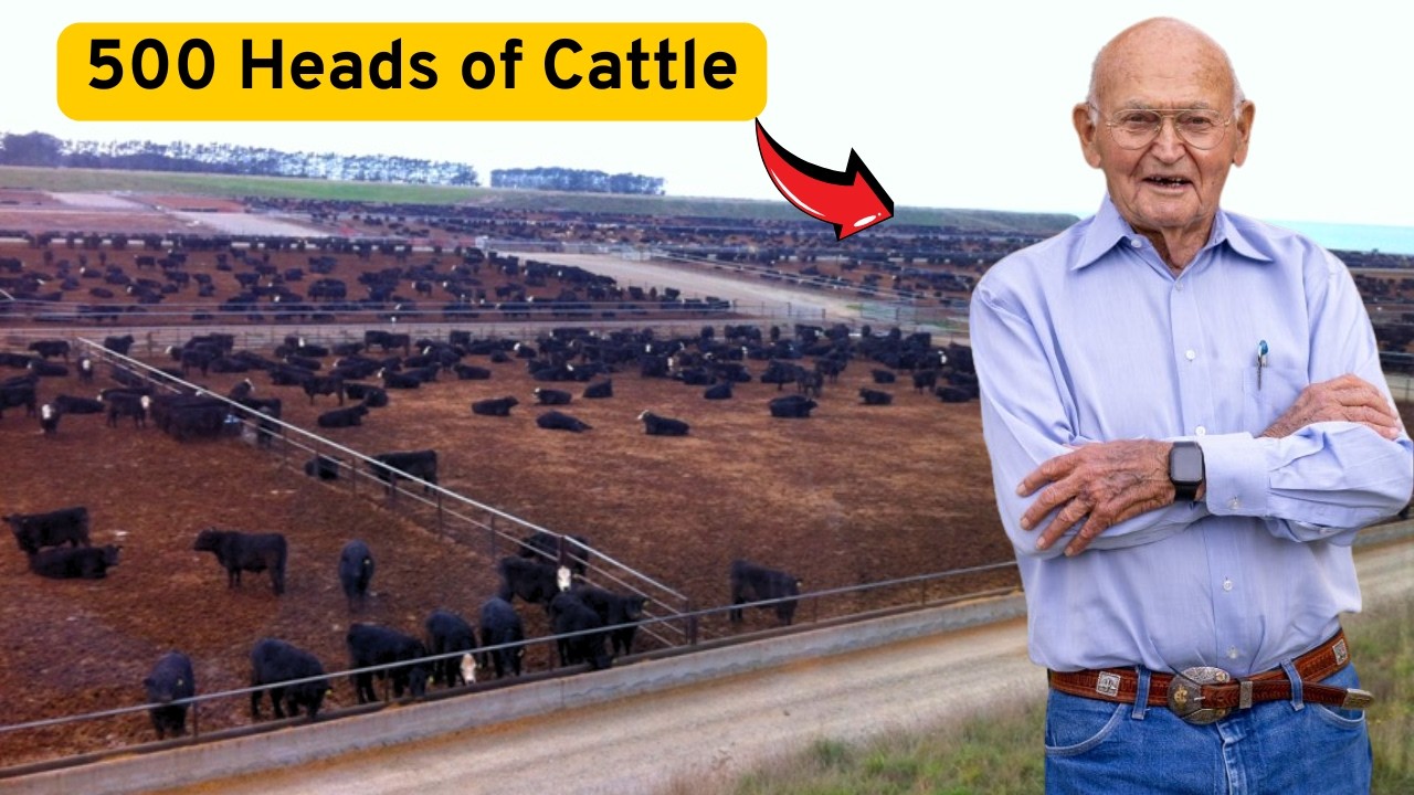 This is the American Cattle King! Paul Engler! The World's Largest Cattle Feedlot