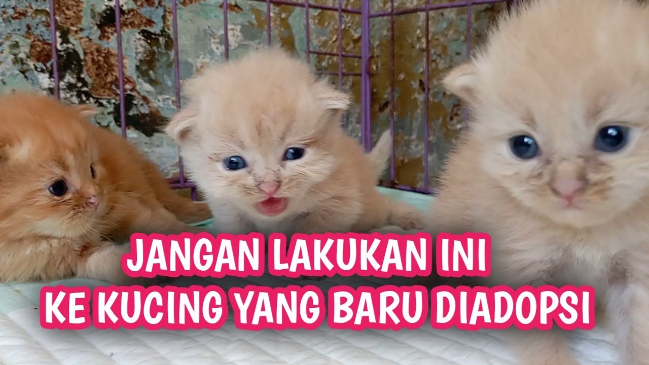 BARU ADOPSI KUCING !!! JANGAN LAKUKAN HAL INI